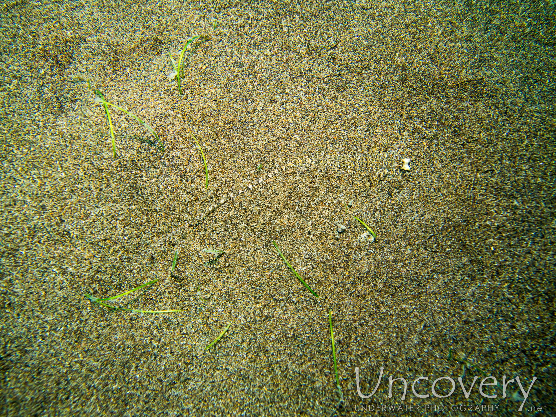 00 To Be Determined, photo taken in Philippines, Oriental Negros, Dauin, n/a