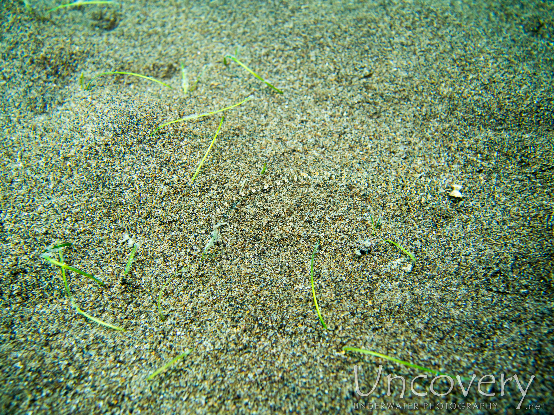 00 To Be Determined, photo taken in Philippines, Oriental Negros, Dauin, n/a