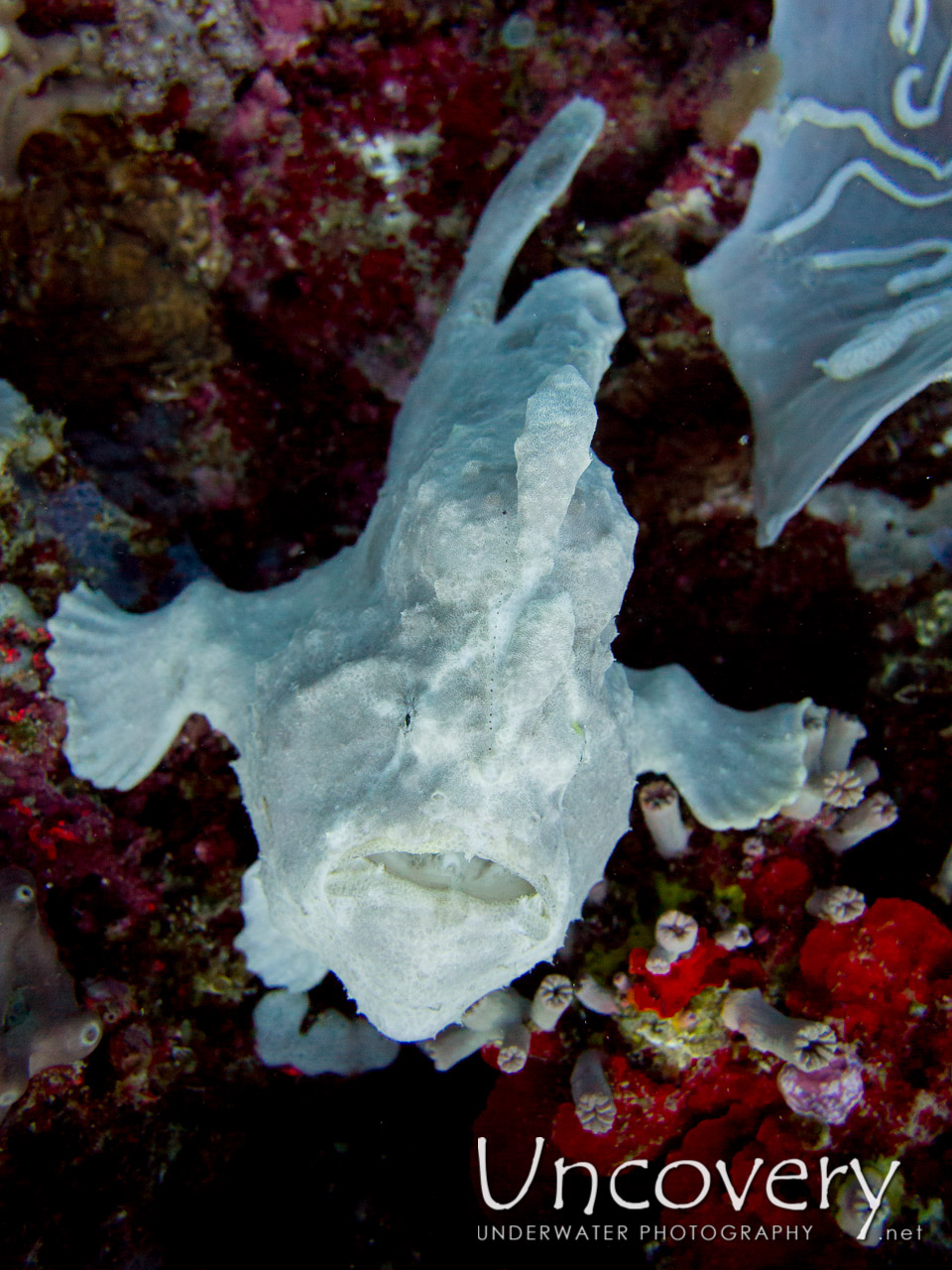 Giant Frogfish (antennarius Commerson), photo taken in Philippines, Bohol, Panglao Island, n/a
