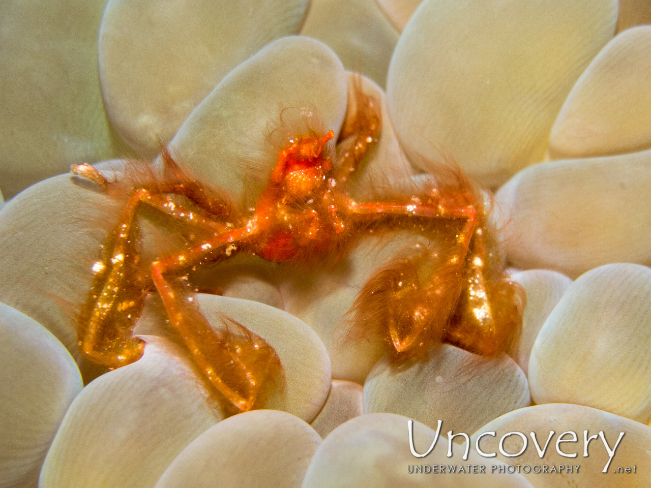 Orang Utan Crab (achaeus Japonicus), photo taken in Philippines, Bohol, Panglao Island, n/a