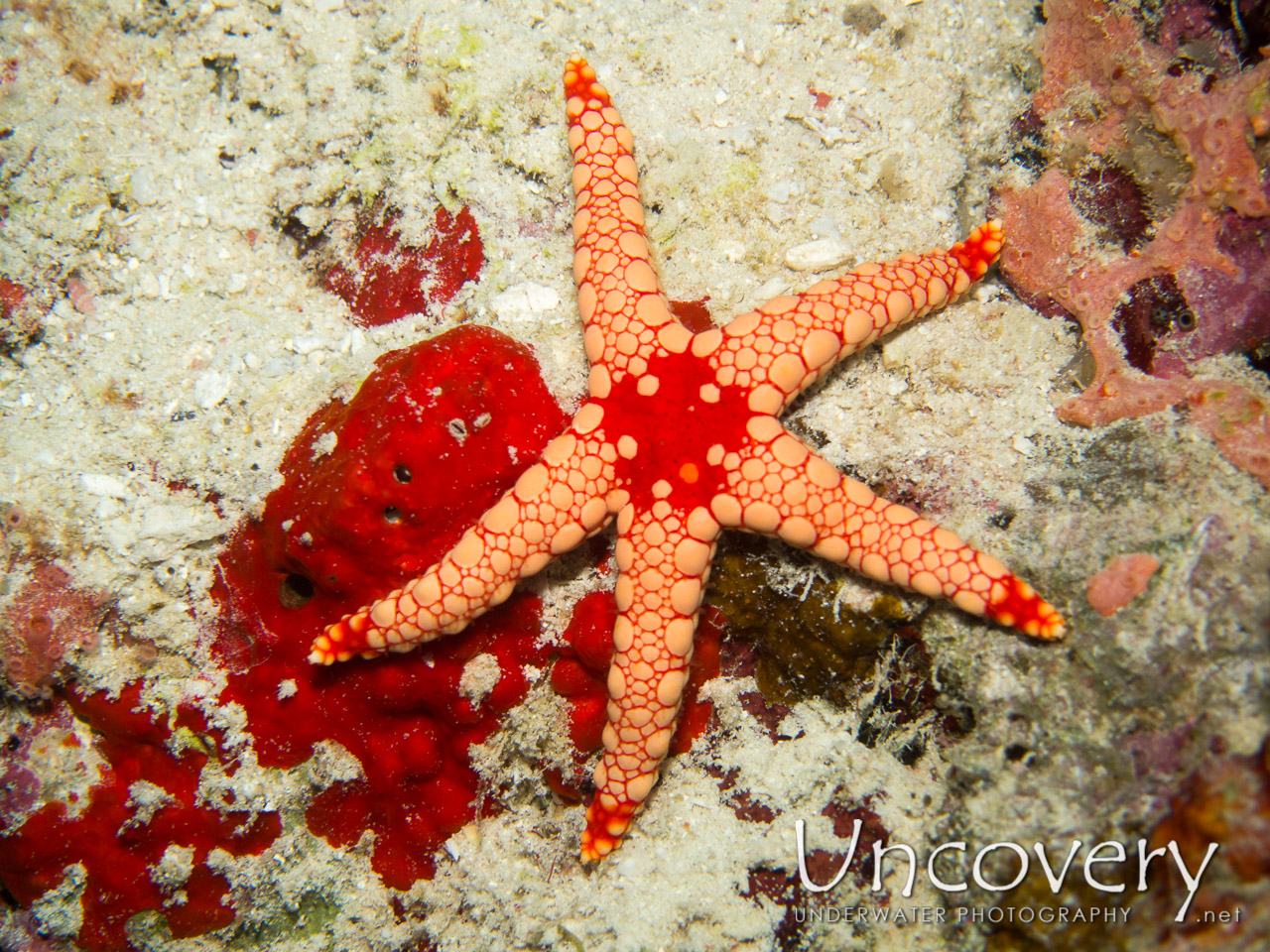 Starfish shot in Maldives|Ari Atoll|South Ari Atoll|Various Loc