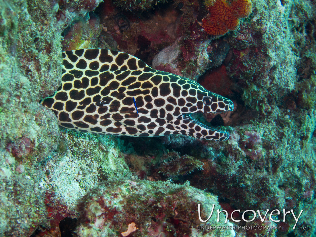 Honeycomb Moray (gymnothorax Favagineus), photo taken in Maldives, Ari Atoll, South Ari Atoll, Various Loc