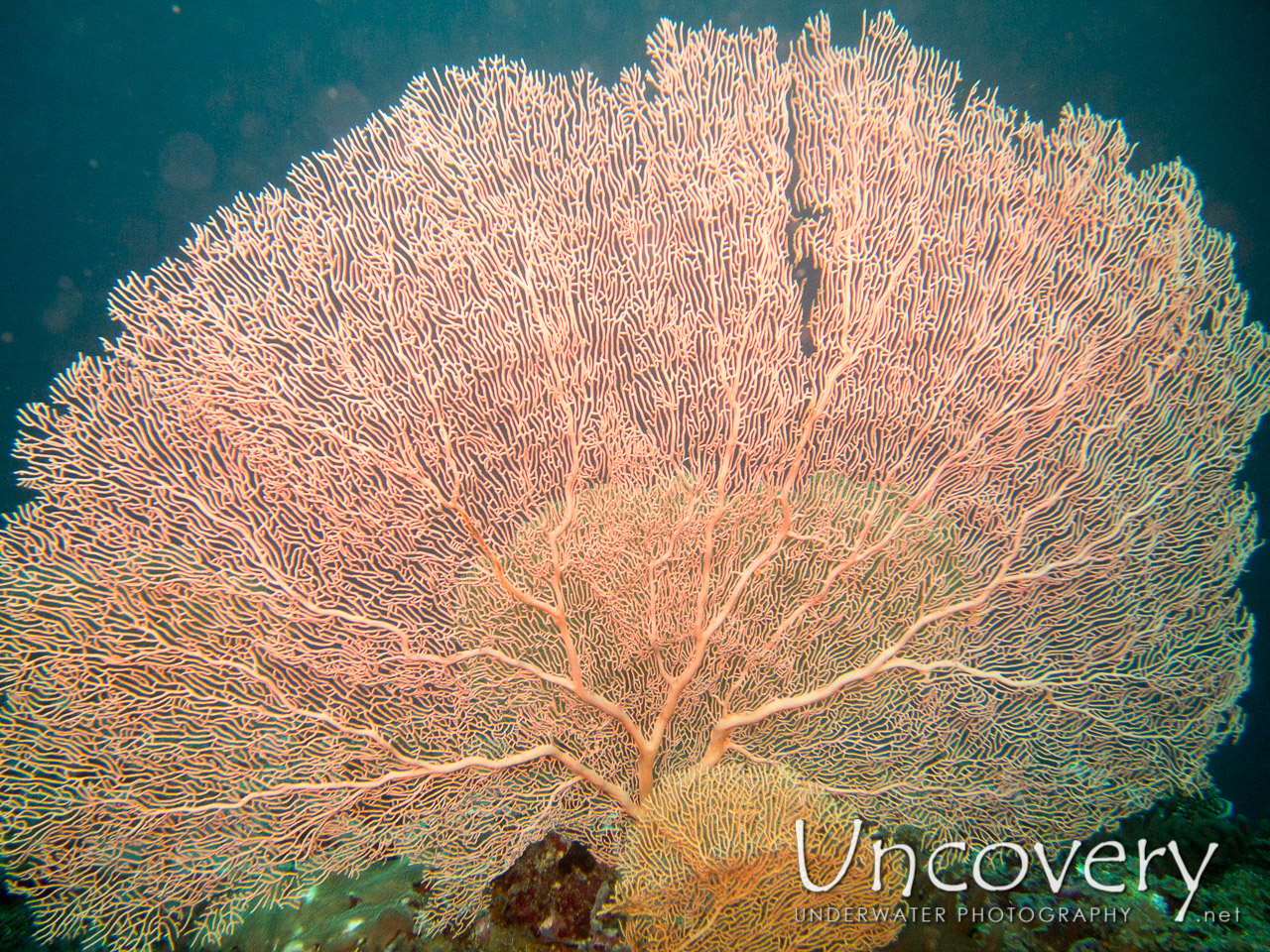 Coral, photo taken in Maldives, Ari Atoll, South Ari Atoll, Various Loc