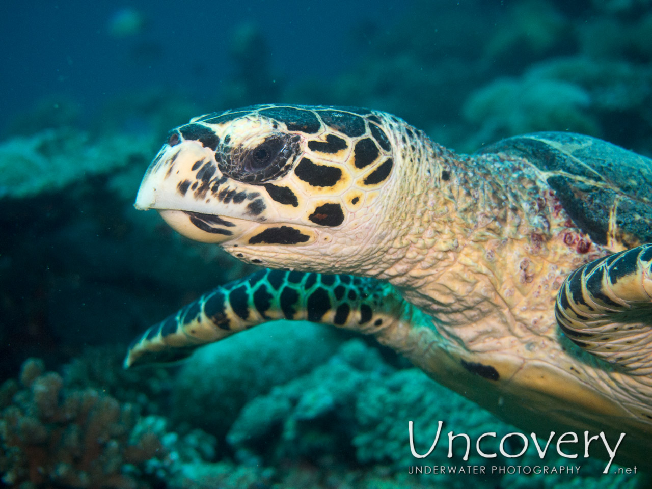 Hawksbill Sea Turtle (eretmochelys Imbricata), photo taken in Maldives, Ari Atoll, South Ari Atoll, Various Loc