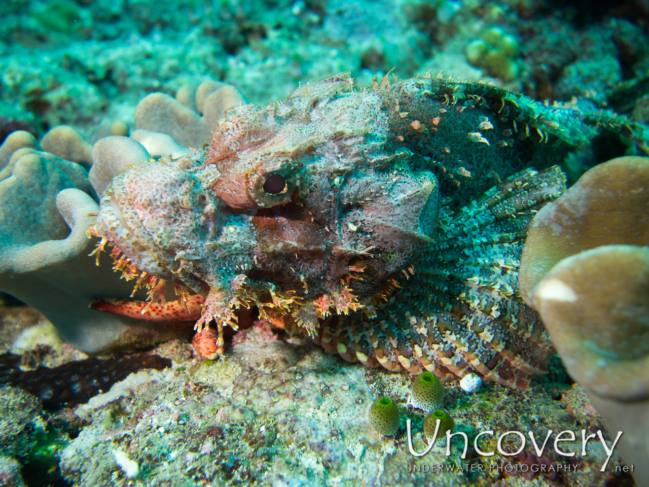 Scorpionfish, photo taken in Maldives, Ari Atoll, South Ari Atoll, Various Loc