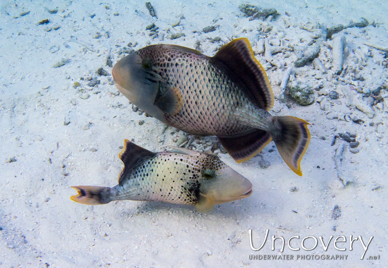 Yellowmargin Triggerfish (pseudobalistes Flavimarginatus), photo taken in Maldives, Ari Atoll, South Ari Atoll, Various Loc