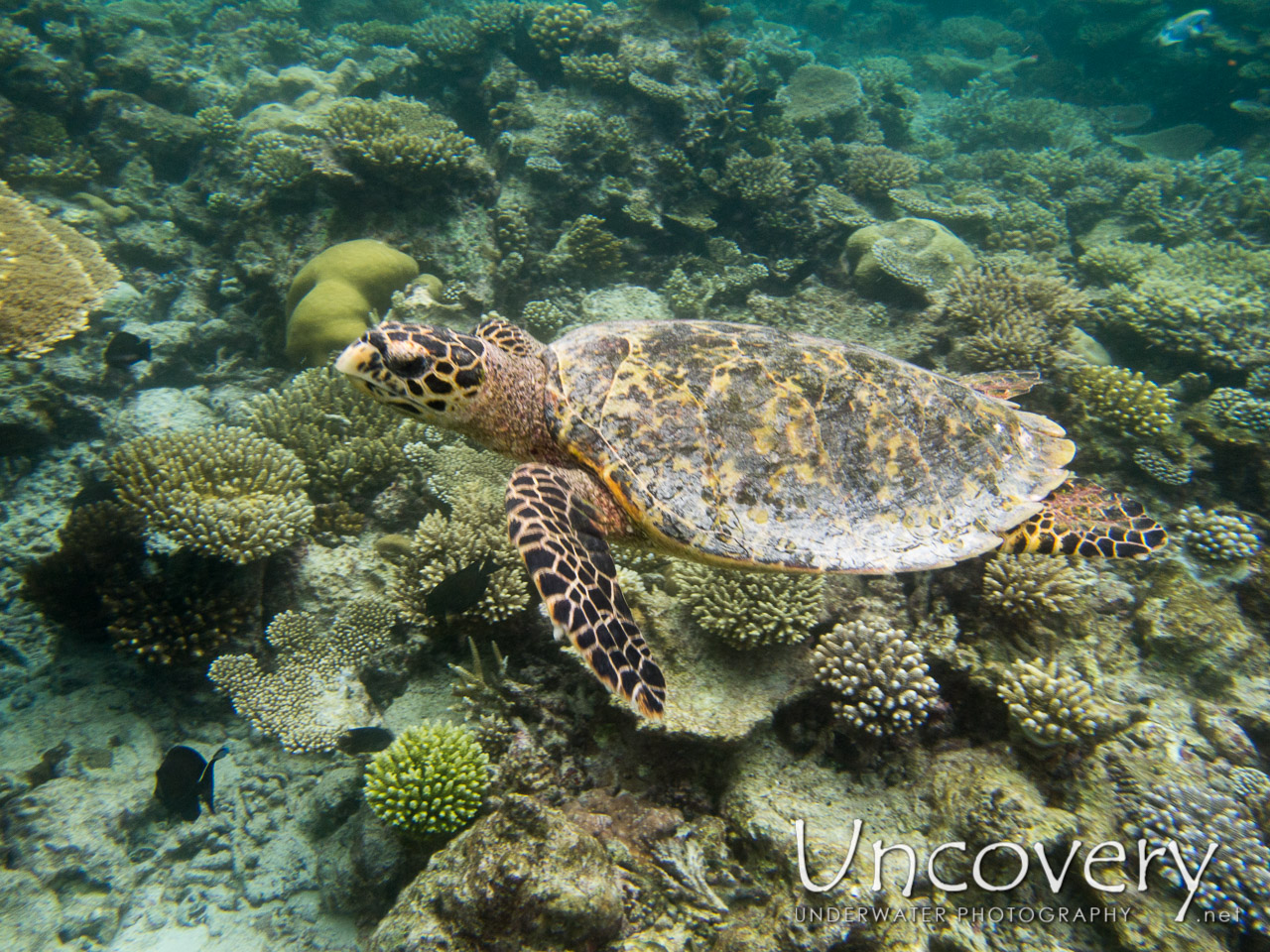 Hawksbill Sea Turtle (eretmochelys Imbricata), photo taken in Maldives, Ari Atoll, South Ari Atoll, Various Loc