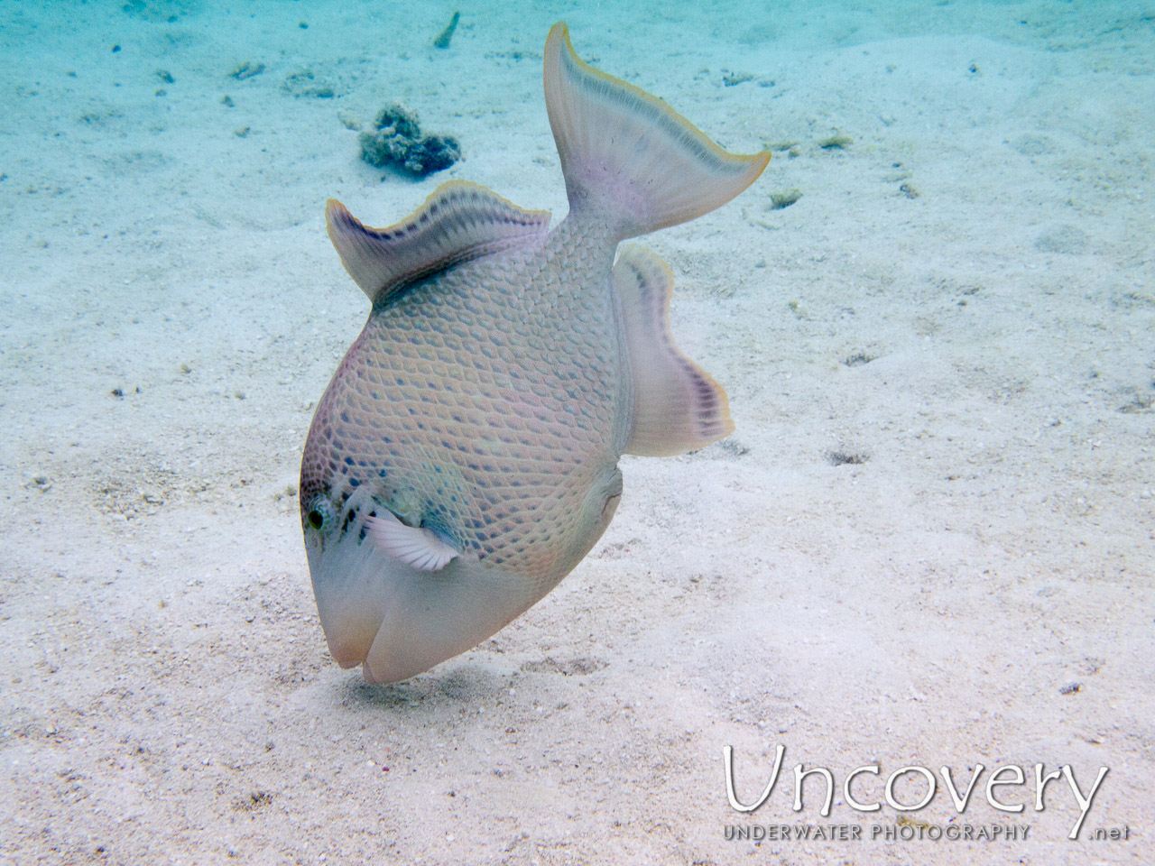 Yellowmargin Triggerfish (pseudobalistes Flavimarginatus), photo taken in Maldives, Ari Atoll, South Ari Atoll, Various Loc