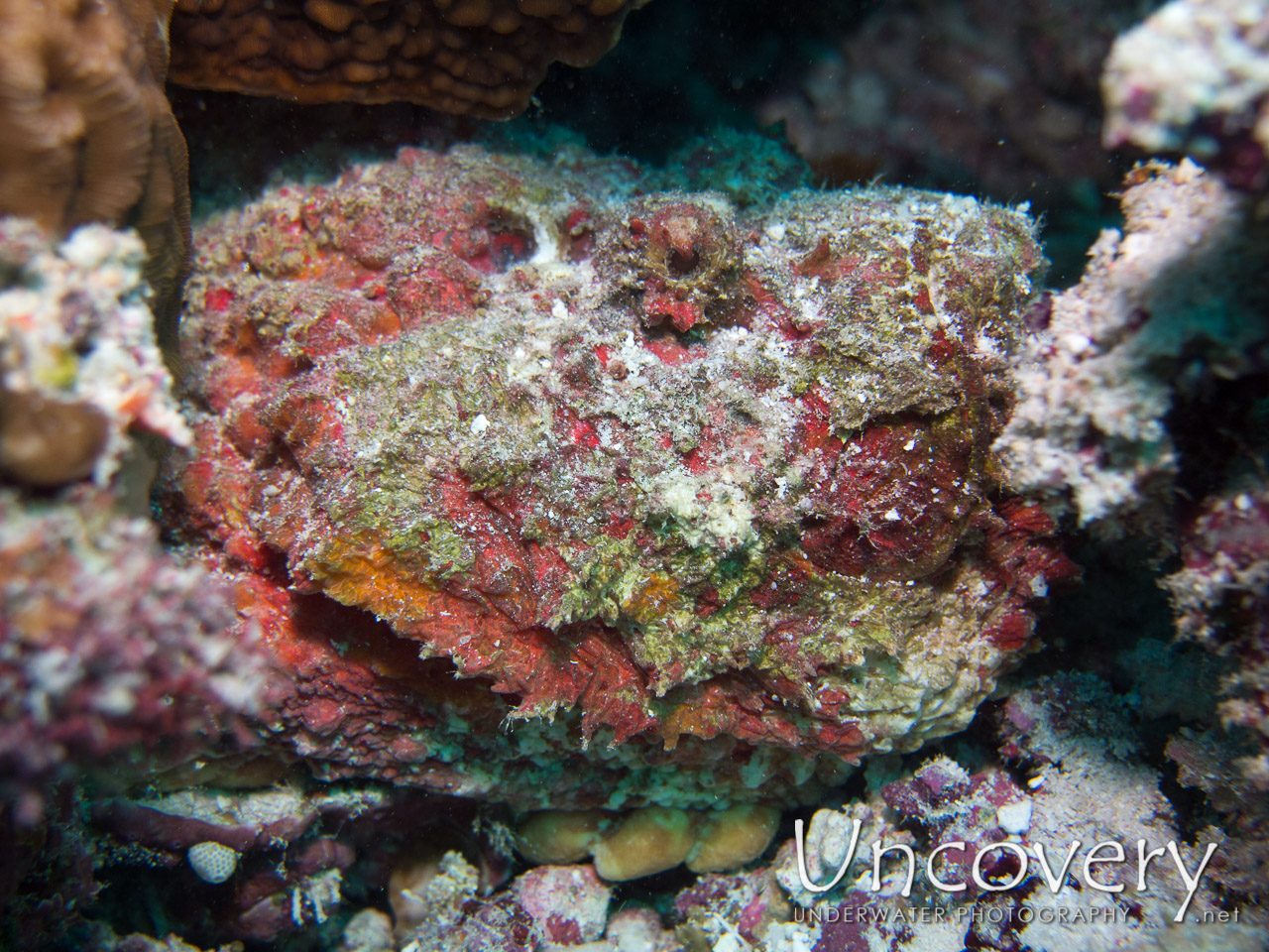 Reef Stonefish (synanceia Verrucosa), photo taken in Maldives, Ari Atoll, South Ari Atoll, Various Loc