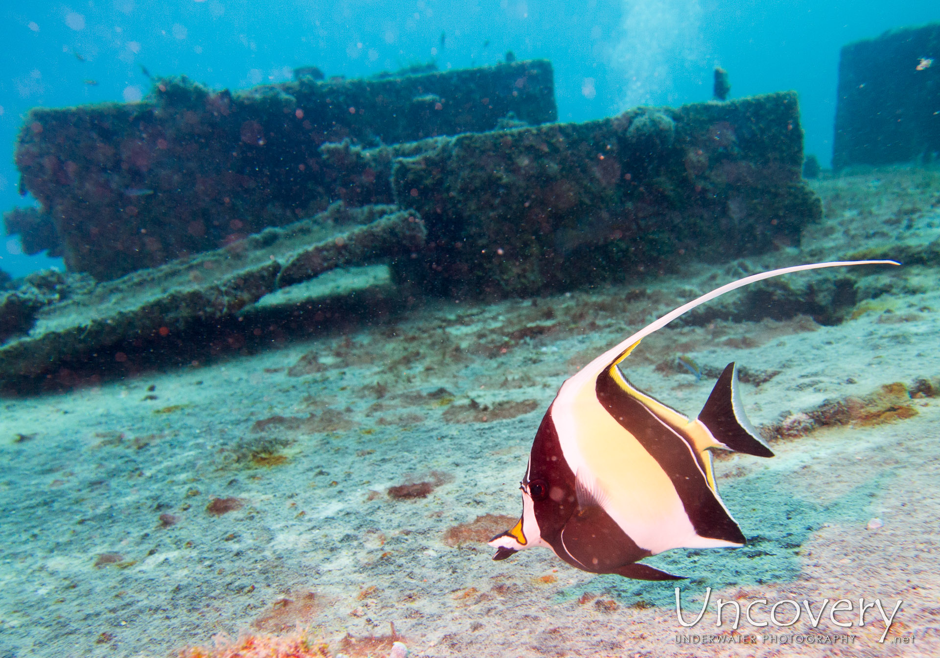 00 To Be Determined, photo taken in Maldives, Male Atoll, North Male Atoll, Hembadu