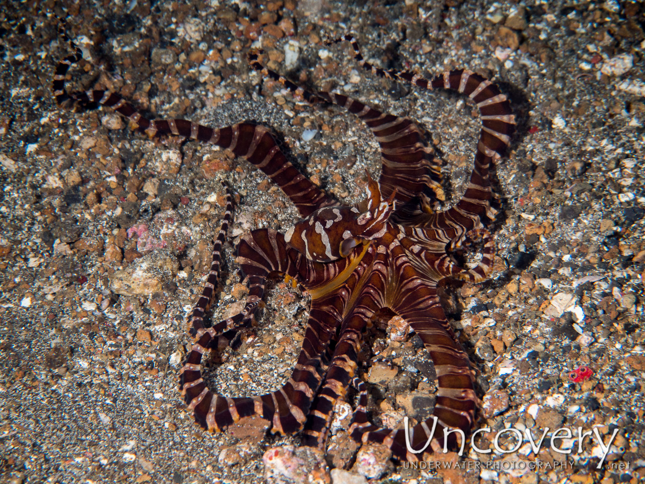 Wonderpus Octopus (wunderpus Photogenicus), photo taken in Indonesia, North Sulawesi, Lembeh Strait, Pante Parigi 1