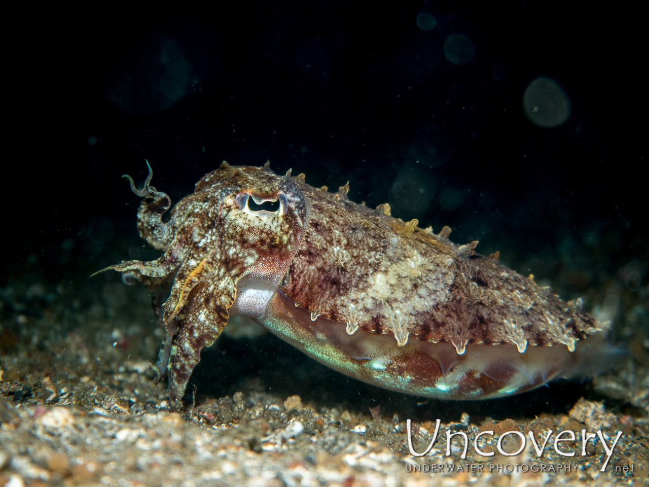 Needle Cuttlefish (sepia Aculeata) shot in Indonesia|North Sulawesi|Lembeh Strait|Pante Parigi 1
