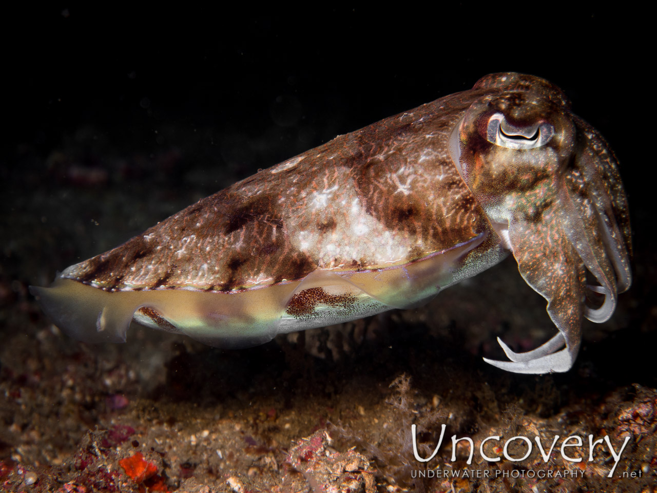 Needle Cuttlefish (sepia Aculeata) shot in Indonesia|North Sulawesi|Lembeh Strait|Sarena Besar 2