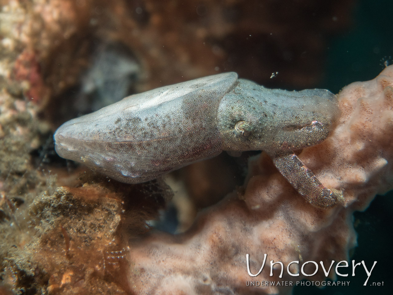 Pygmy Cuttlefish (sepia Bandensis) shot in Indonesia|North Sulawesi|Lembeh Strait|Sarena Besar 2