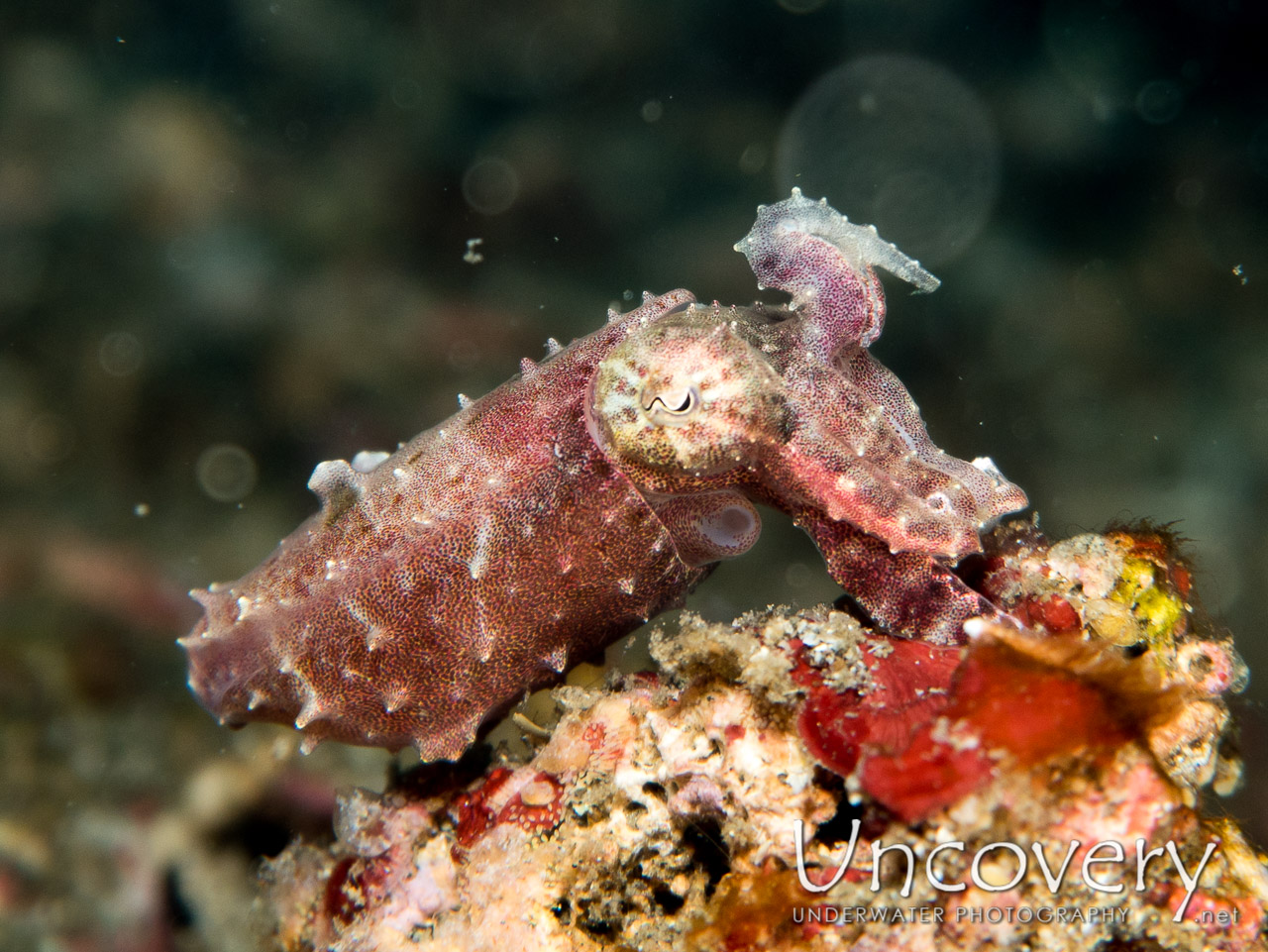 Pygmy Cuttlefish (sepia Bandensis) shot in Indonesia|North Sulawesi|Lembeh Strait|Sarena Besar 2