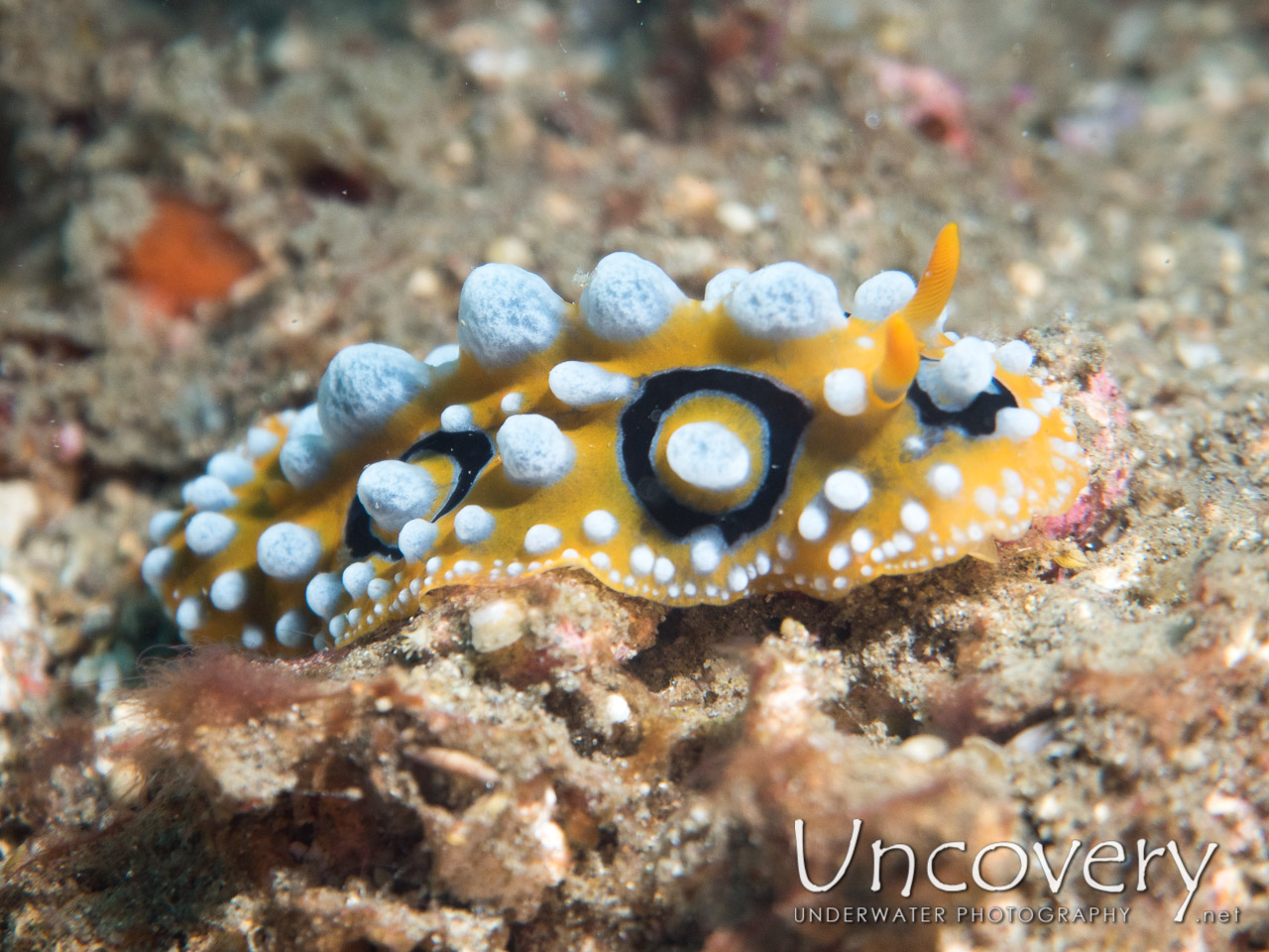 Nudibranch shot in Indonesia|North Sulawesi|Lembeh Strait|Sarena Besar 2
