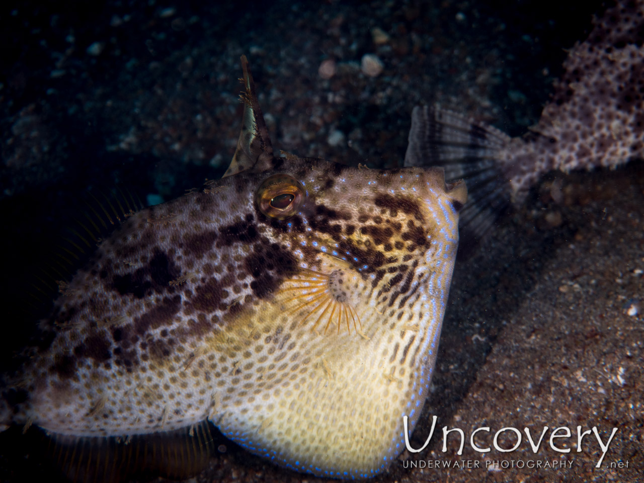 Filefish shot in Indonesia|North Sulawesi|Lembeh Strait|Sarena Besar 1