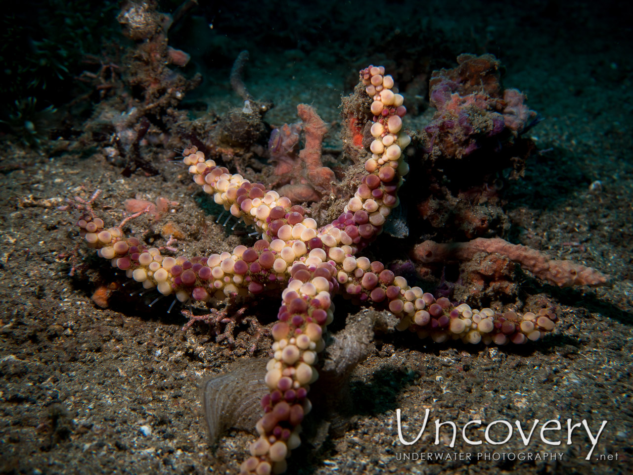 Starfish, photo taken in Indonesia, North Sulawesi, Lembeh Strait, Sarena Besar 1
