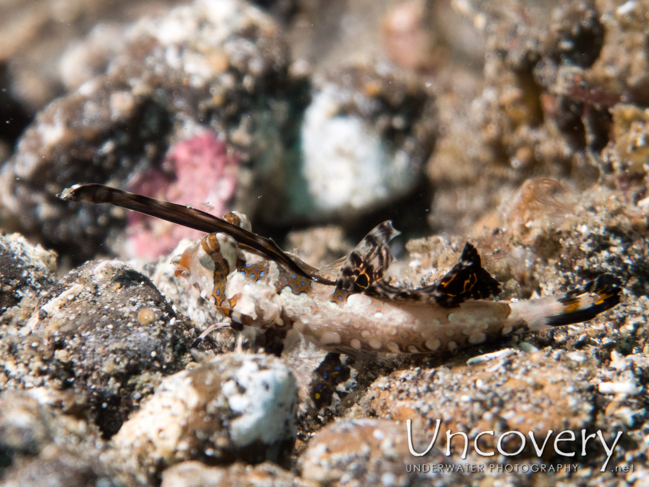 Fingered Dragonet (dactylopus Dactylopus) shot in Indonesia|North Sulawesi|Lembeh Strait|Sarena Besar 1