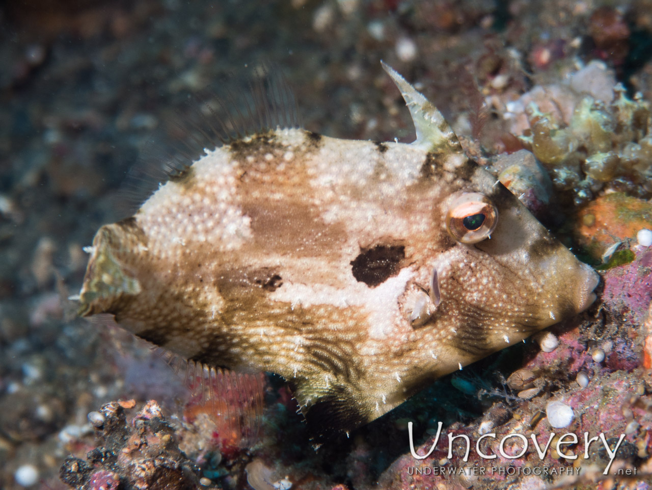 Filefish shot in Indonesia|North Sulawesi|Lembeh Strait|Goby a Crab