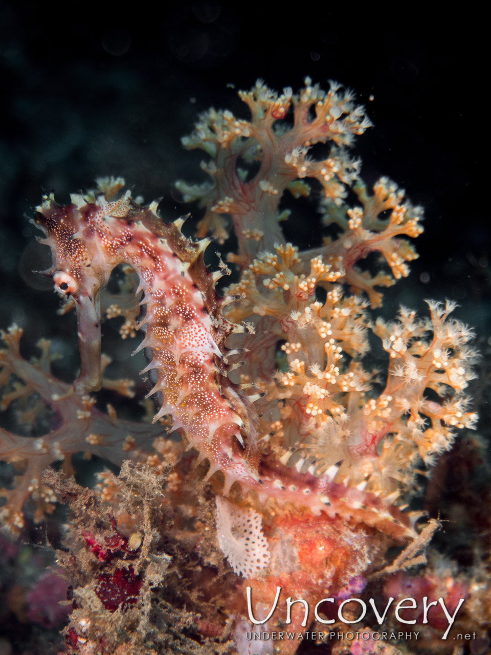 Thorny Seahorse (hippocampus Histrix), photo taken in Indonesia, North Sulawesi, Lembeh Strait, Goby a Crab