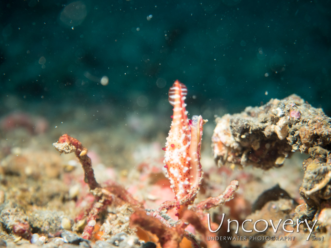 Cowrie shot in Indonesia|North Sulawesi|Lembeh Strait|Goby a Crab