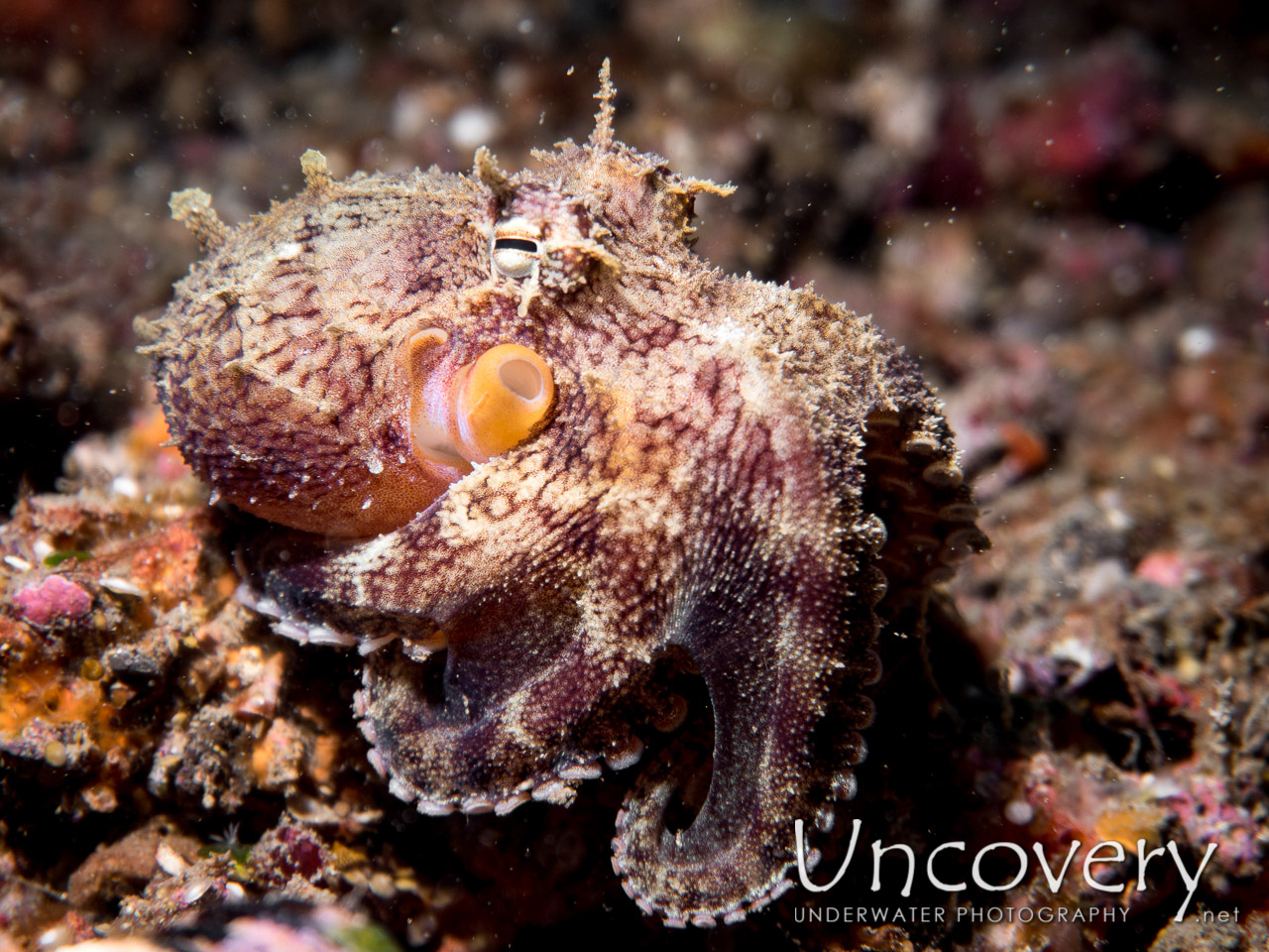 Coconut Octopus (amphioctopus Marginatus), photo taken in Indonesia, North Sulawesi, Lembeh Strait, Goby a Crab