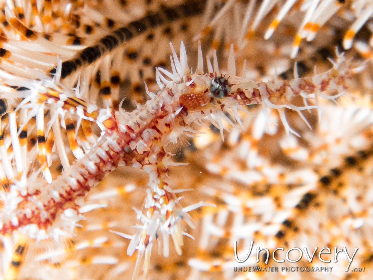 Ornate Ghost Pipefish (solenostomus Paradoxus), photo taken in Indonesia, North Sulawesi, Lembeh Strait, Goby a Crab