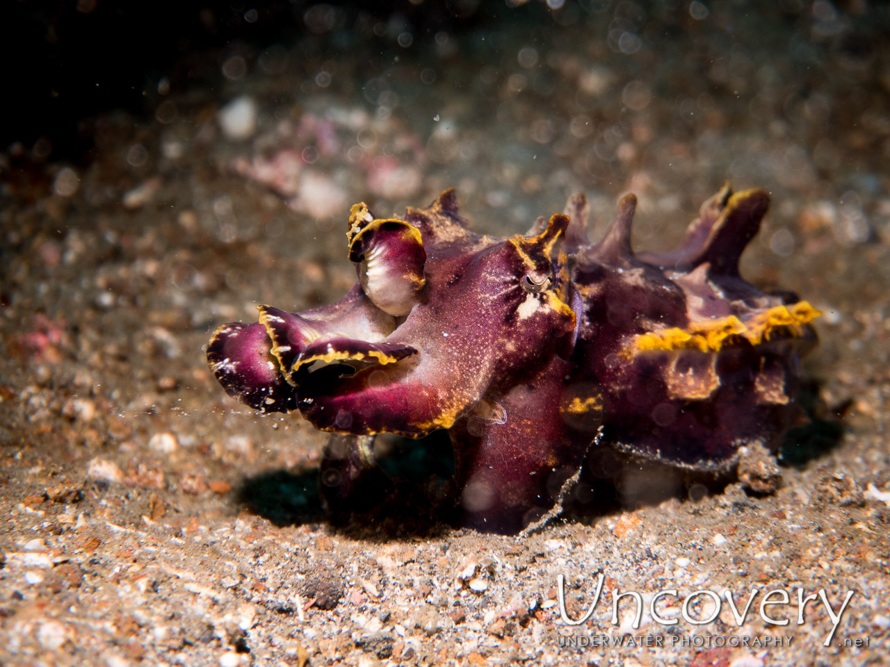 Flamboyant Cuttlefish (metasepia Pfefferi), photo taken in Indonesia, North Sulawesi, Lembeh Strait, Critter Hunt
