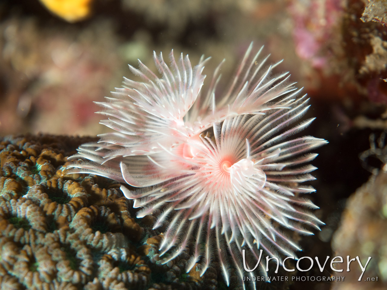 Feather Duster Worm (bispira Sp.), photo taken in Indonesia, North Sulawesi, Lembeh Strait, Critter Hunt