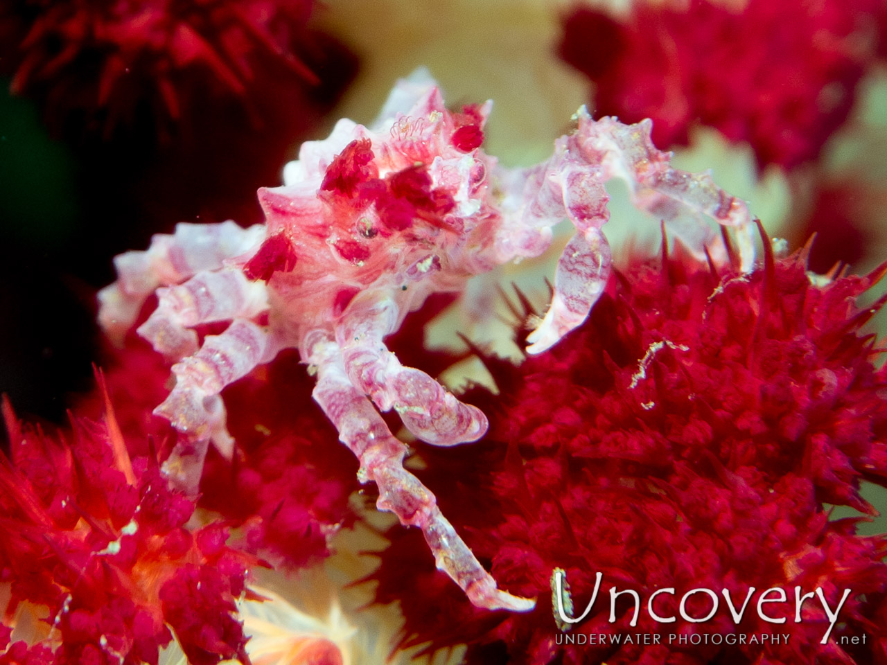 Candy Crab (hoplophrys Oatesi), photo taken in Indonesia, North Sulawesi, Lembeh Strait, Critter Hunt