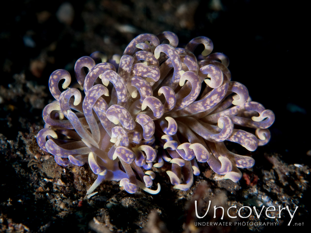 Nudibranch, photo taken in Indonesia, North Sulawesi, Lembeh Strait, Tandurusa
