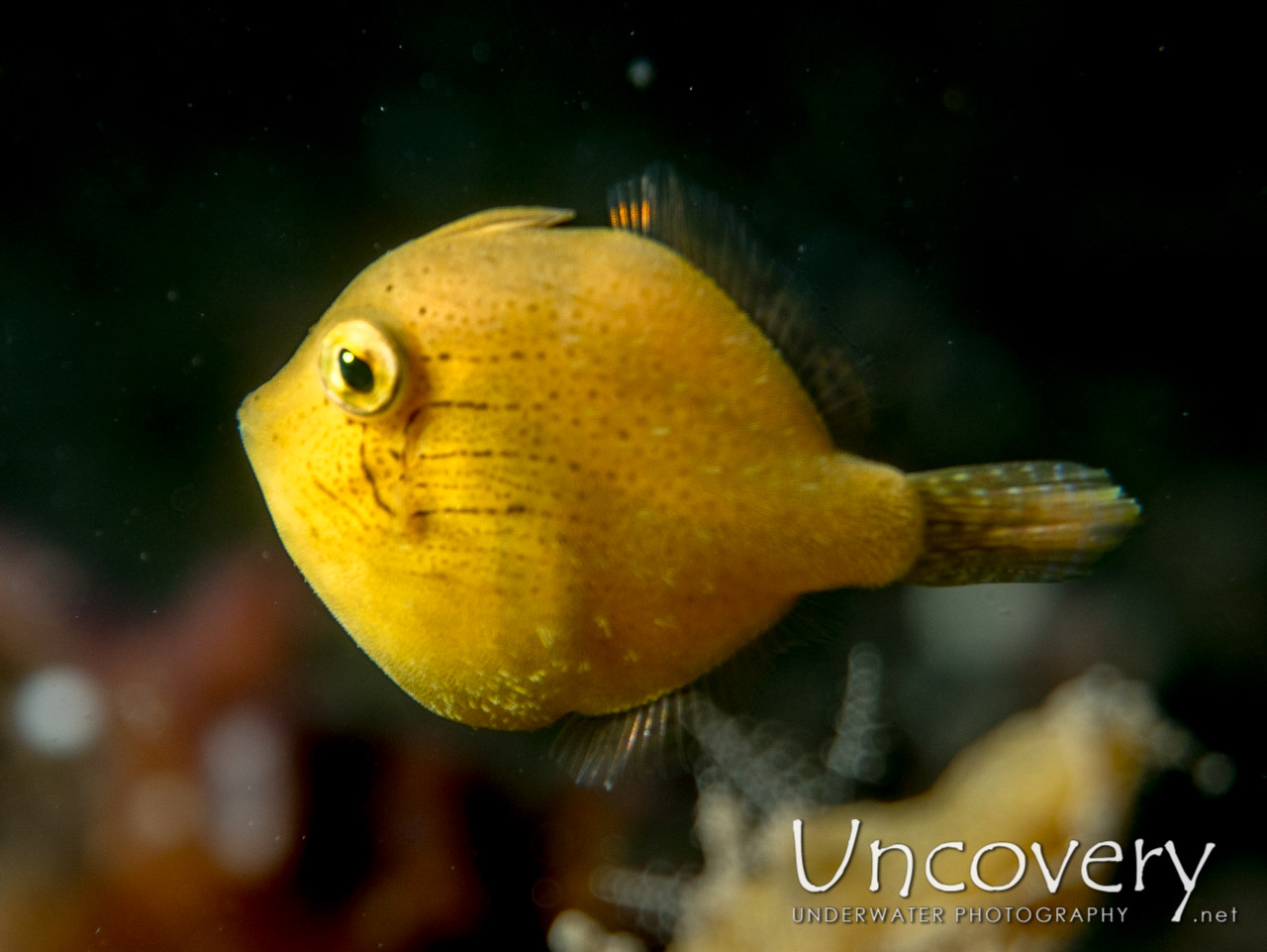 Puffer Filefish (brachaluteres Taylori), photo taken in Indonesia, North Sulawesi, Lembeh Strait, Tandurusa