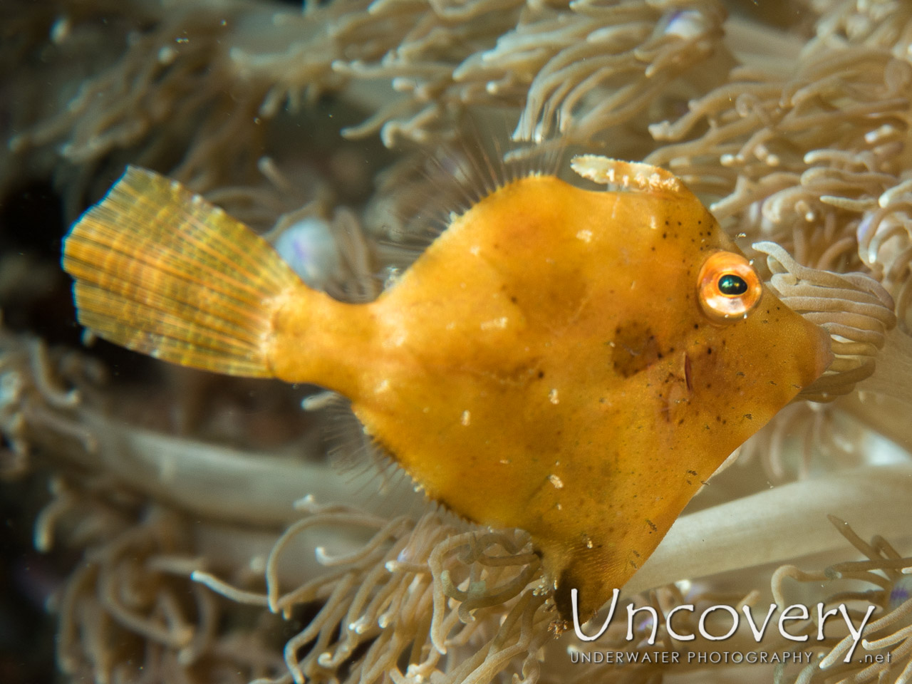 Filefish shot in Indonesia|North Sulawesi|Lembeh Strait|Tandurusa
