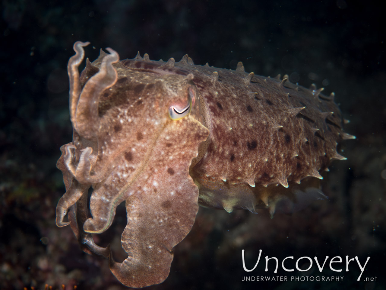 Broadclub Cuttlefish (sepia Latimanus), photo taken in Indonesia, North Sulawesi, Lembeh Strait, Makawide 2