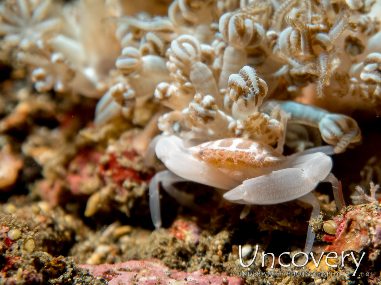 Swimmer Crab, photo taken in Indonesia, North Sulawesi, Lembeh Strait, Makawide 2