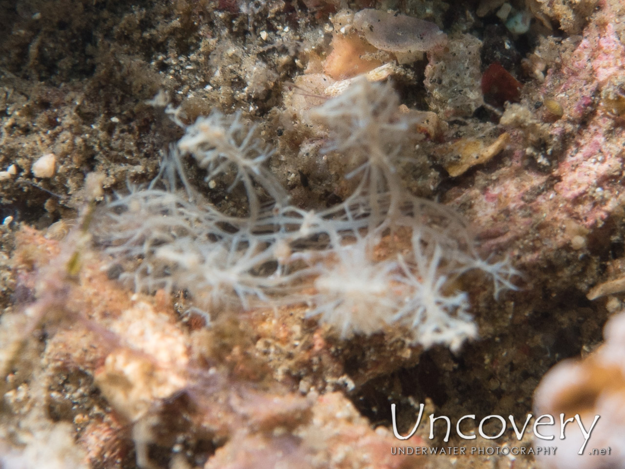 Nudibranch, photo taken in Indonesia, North Sulawesi, Lembeh Strait, Makawide 2