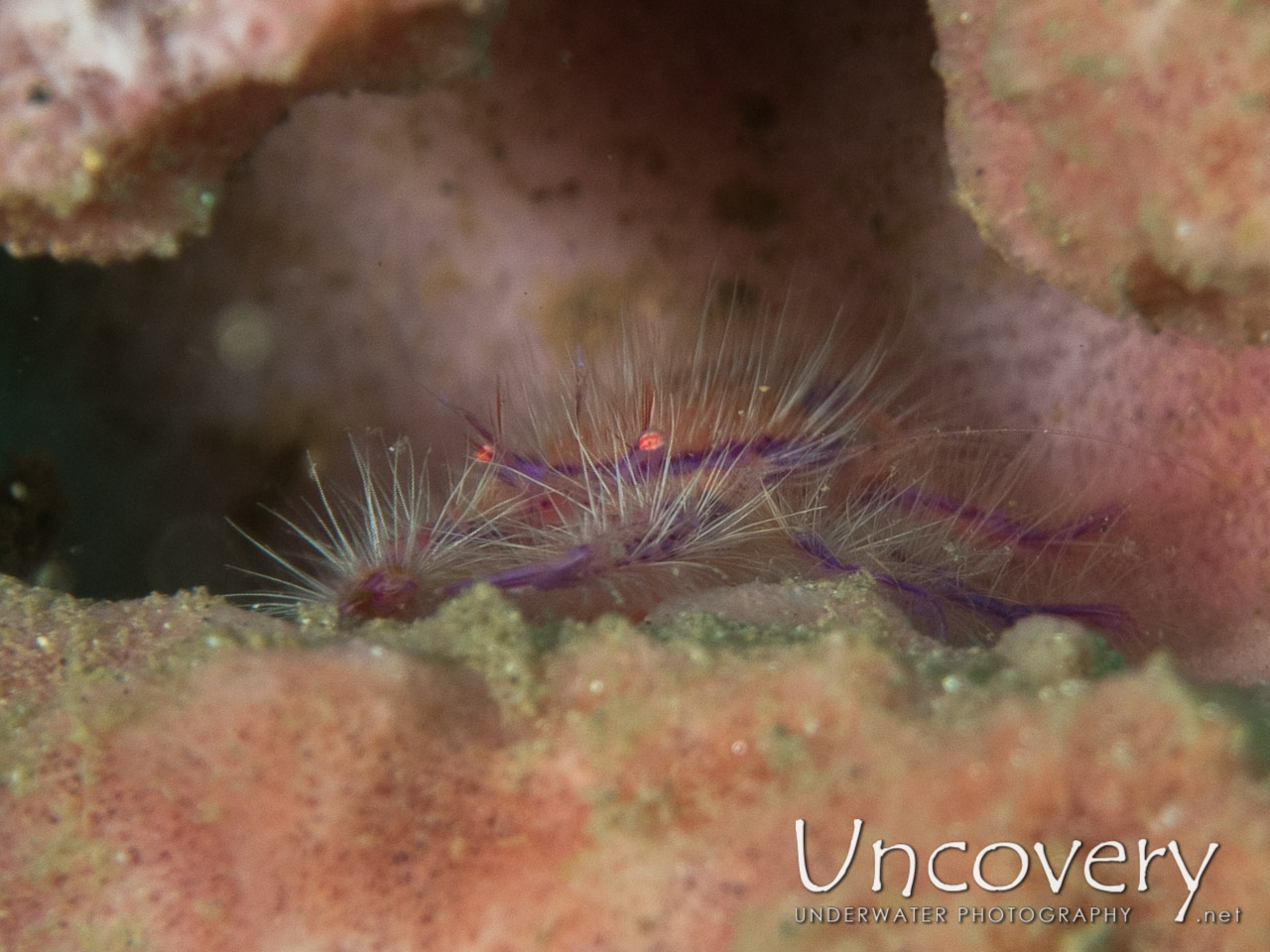 Hairy Squatlobster (lauriea Siagiani), photo taken in Indonesia, North Sulawesi, Lembeh Strait, Makawide 2