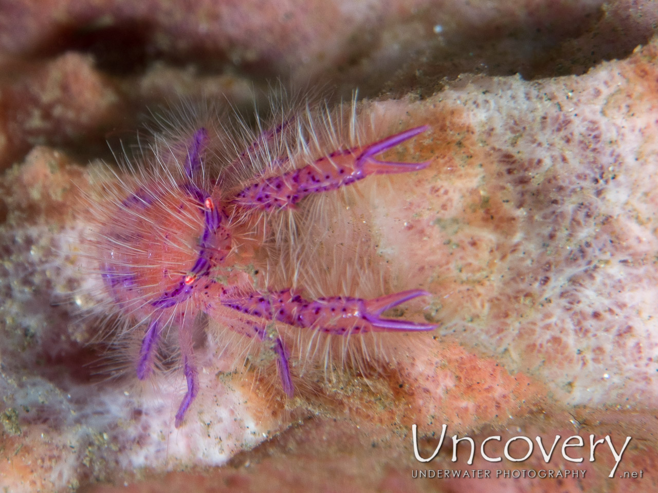Hairy Squatlobster (lauriea Siagiani), photo taken in Indonesia, North Sulawesi, Lembeh Strait, Makawide 2
