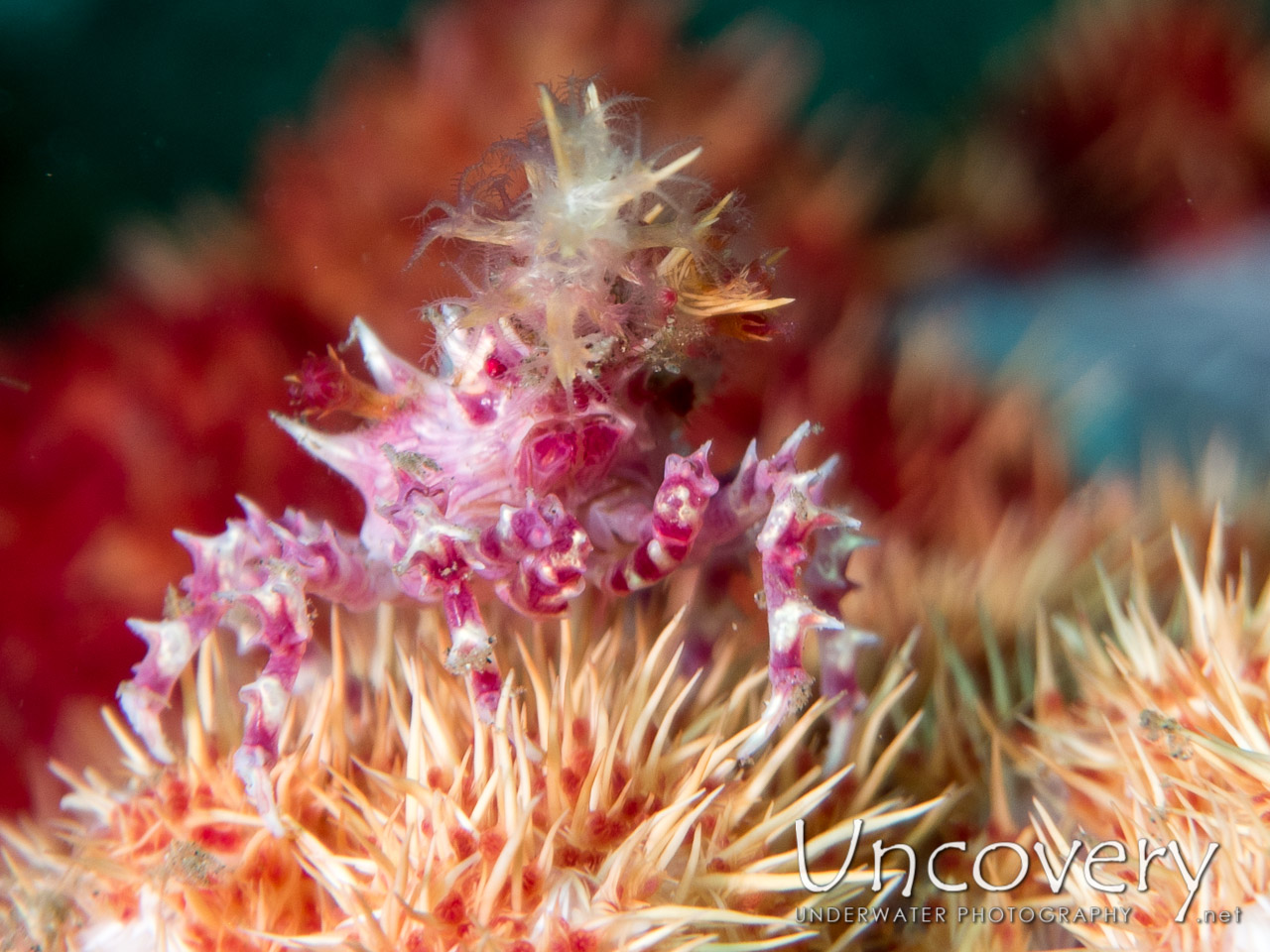 Candy Crab (hoplophrys Oatesi), photo taken in Indonesia, North Sulawesi, Lembeh Strait, Makawide 2