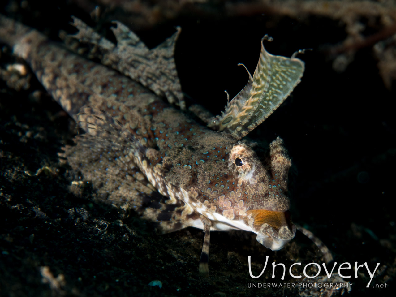 Fingered Dragonet (dactylopus Dactylopus), photo taken in Indonesia, North Sulawesi, Lembeh Strait, TK 3