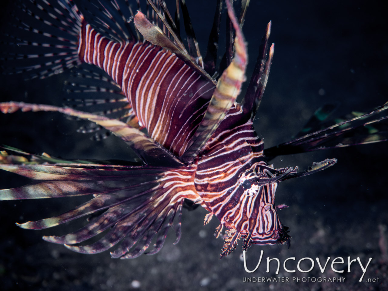 Red Lionfish (pterois Volitans), photo taken in Indonesia, North Sulawesi, Lembeh Strait, TK 3