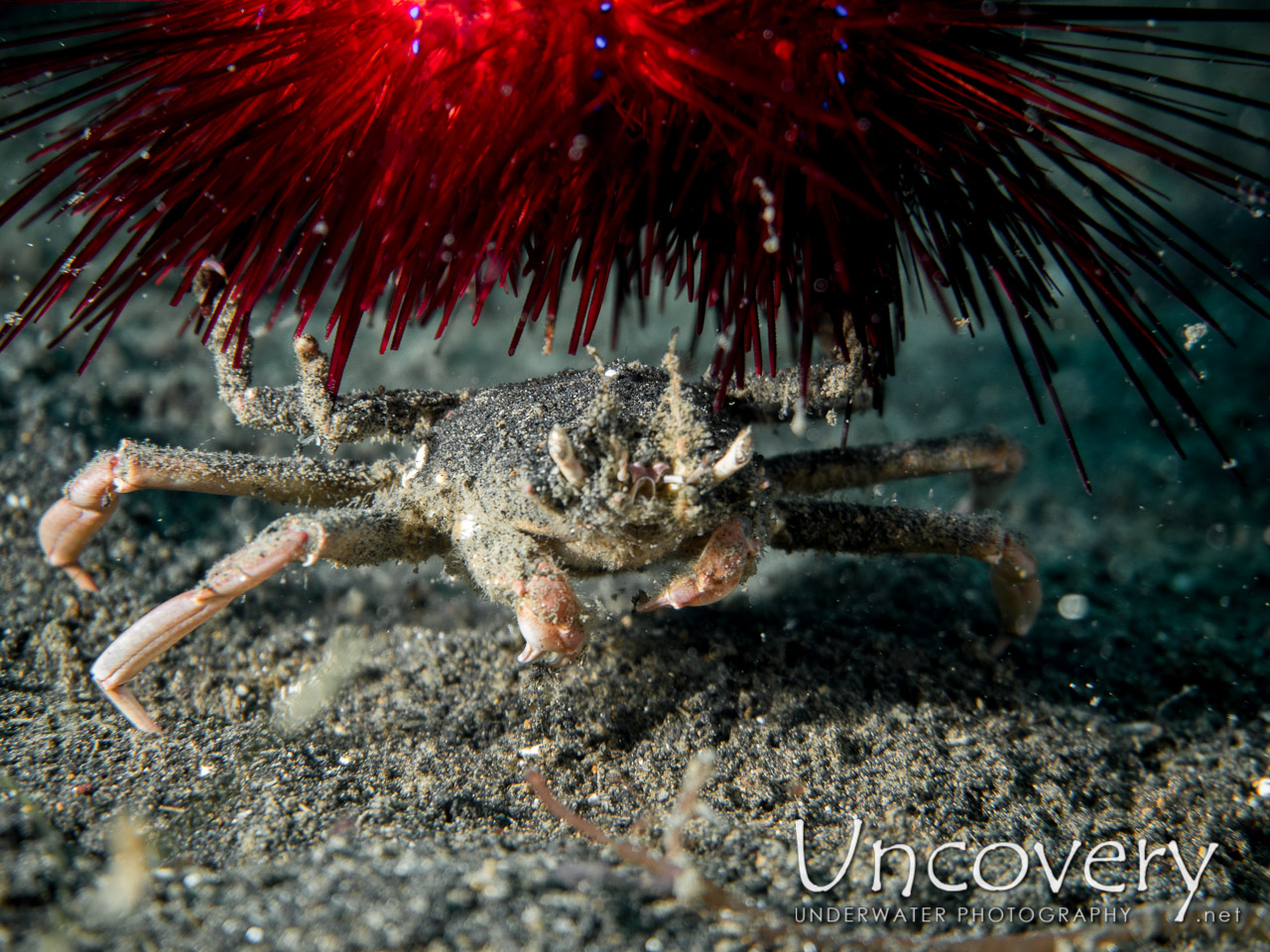 Urchin Carry Crab (dorippe Frascone) shot in Indonesia|North Sulawesi|Lembeh Strait|TK 3