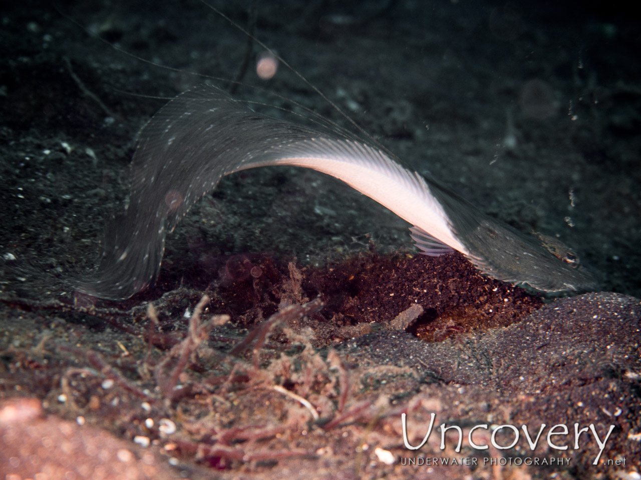 Flounder, photo taken in Indonesia, North Sulawesi, Lembeh Strait, TK 3