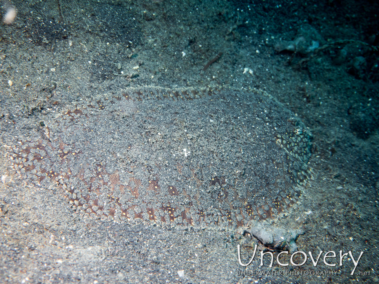 Flounder, photo taken in Indonesia, North Sulawesi, Lembeh Strait, TK 3