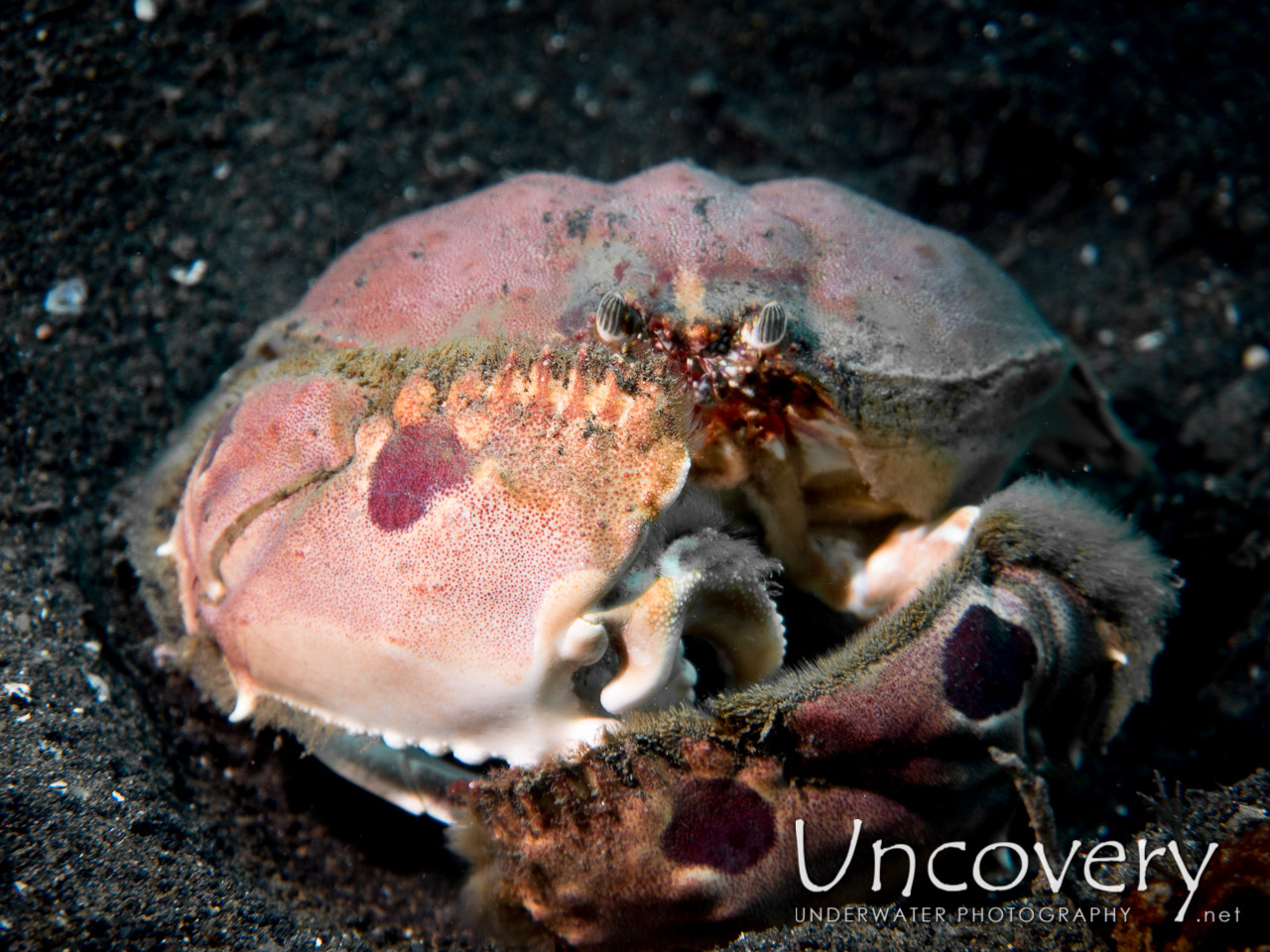 Spotted Box Crab (calappa Philargius), photo taken in Indonesia, North Sulawesi, Lembeh Strait, TK 3