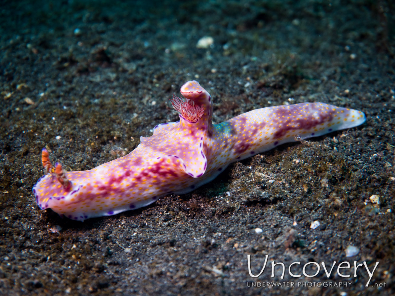 Nudibranch, photo taken in Indonesia, North Sulawesi, Lembeh Strait, TK 3