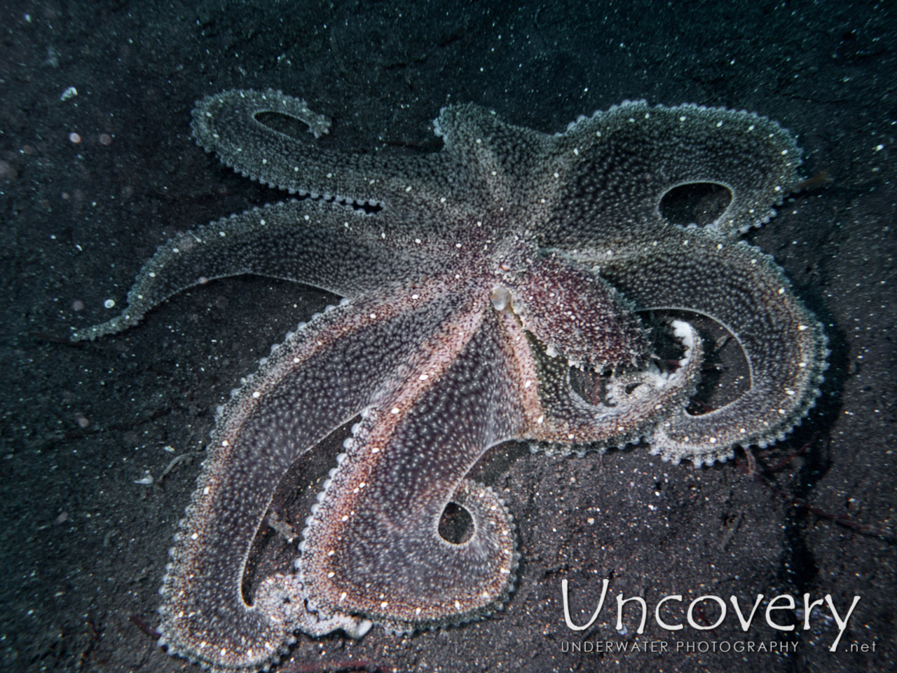 Long Arm Octopus (abdopus Sp.), photo taken in Indonesia, North Sulawesi, Lembeh Strait, TK 3