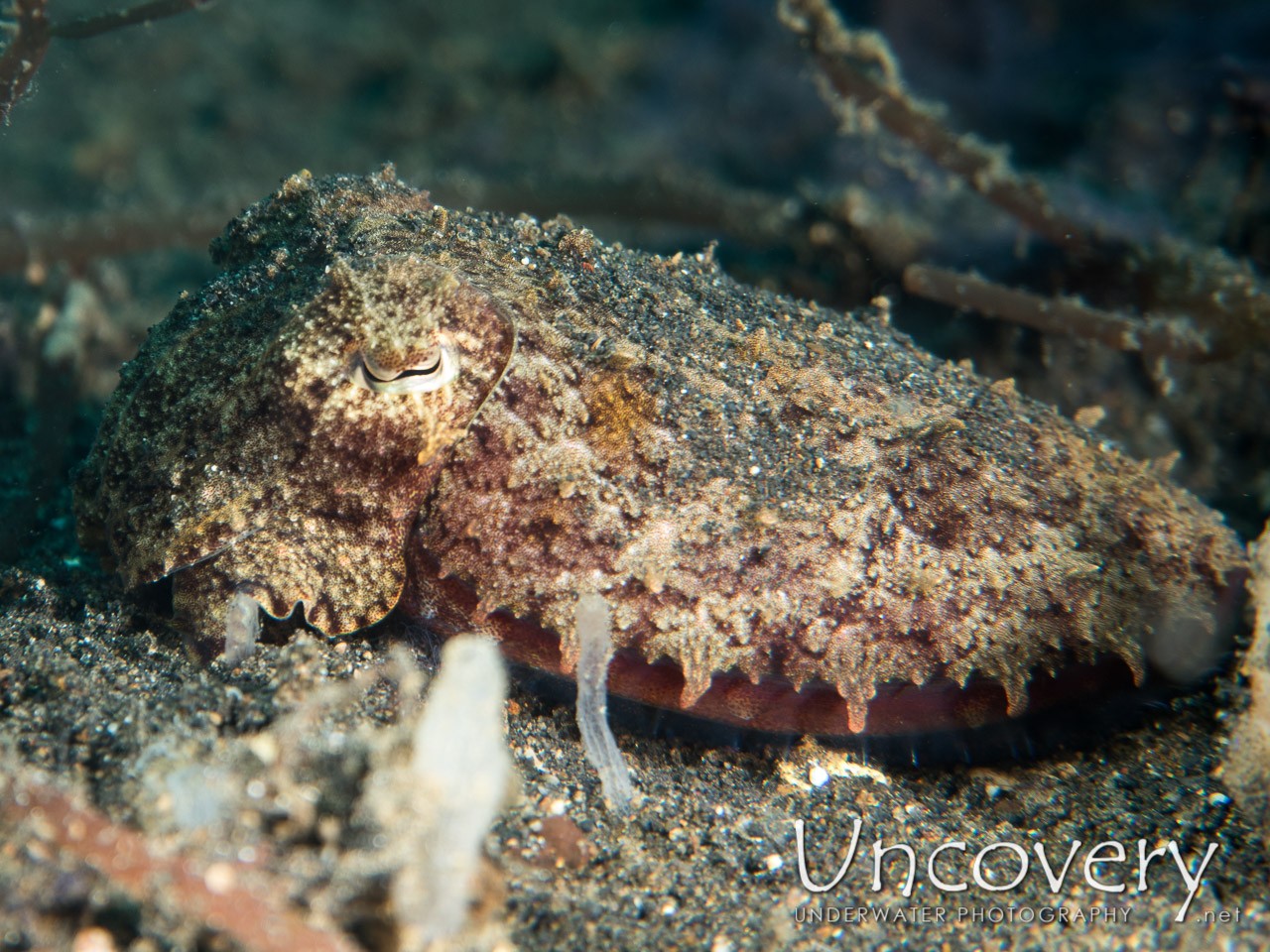 Broadclub Cuttlefish (sepia Latimanus), photo taken in Indonesia, North Sulawesi, Lembeh Strait, TK 3