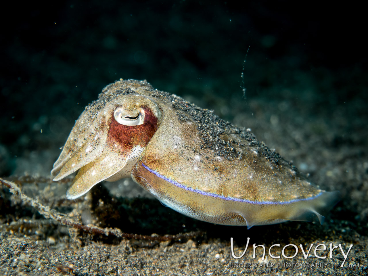 Golden Cuttlefish (sepia Esculenta), photo taken in Indonesia, North Sulawesi, Lembeh Strait, TK 3